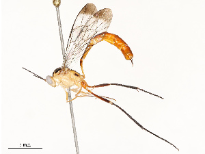  ( - CBG-A69613-D11)  @11 [ ] CreativeCommons - Attribution Share - Alike (2025) CBG Photography Group Centre for Biodiversity Genomics