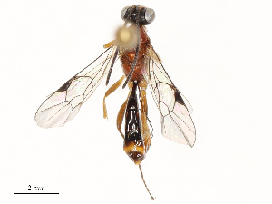  (crypMalaise01 Malaise8922 - CBG-A69613-E12)  @11 [ ] CreativeCommons - Attribution Share - Alike (2025) CBG Photography Group Centre for Biodiversity Genomics