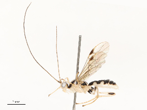  ( - CBG-A69629-C08)  @11 [ ] CreativeCommons - Attribution Share - Alike (2025) CBG Photography Group Centre for Biodiversity Genomics