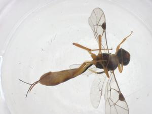  ( - CBG-A69642-B01)  @11 [ ] CreativeCommons - Attribution Share - Alike (2025) Centre for Biodiversity Genomics Centre for Biodiversity Genomics