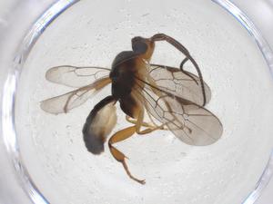  ( - CBG-A69655-G04)  @11 [ ] CreativeCommons - Attribution Share - Alike (2025) Centre for Biodiversity Genomics Centre for Biodiversity Genomics