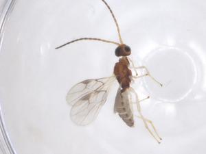  ( - CBG-A69666-H11)  @11 [ ] CreativeCommons - Attribution Share - Alike (2025) Centre for Biodiversity Genomics Centre for Biodiversity Genomics