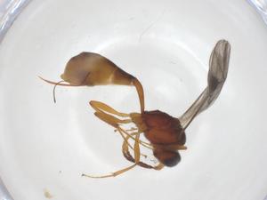  ( - CBG-A69688-D04)  @11 [ ] CreativeCommons - Attribution Share - Alike (2025) Centre for Biodiversity Genomics Centre for Biodiversity Genomics