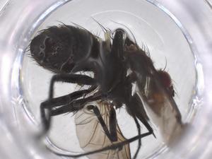  ( - CBG-A69828-F12)  @11 [ ] CreativeCommons - Attribution Share - Alike (2025) Centre for Biodiversity Genomics Centre for Biodiversity Genomics