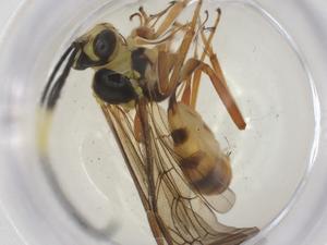  ( - CBG-A69841-E08)  @11 [ ] CreativeCommons - Attribution Share - Alike (2025) Centre for Biodiversity Genomics Centre for Biodiversity Genomics