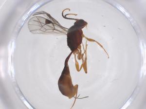  ( - CBG-A69850-D03)  @11 [ ] CreativeCommons - Attribution Share - Alike (2025) Centre for Biodiversity Genomics Centre for Biodiversity Genomics