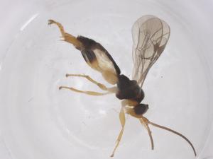  ( - CBG-A69859-A08)  @11 [ ] CreativeCommons - Attribution Share - Alike (2025) Centre for Biodiversity Genomics Centre for Biodiversity Genomics