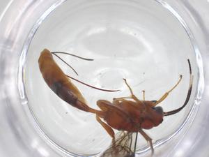  ( - CBG-A69868-D12)  @11 [ ] CreativeCommons - Attribution Share - Alike (2025) Centre for Biodiversity Genomics Centre for Biodiversity Genomics