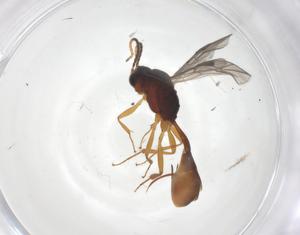  ( - CBG-A69871-A01)  @11 [ ] CreativeCommons - Attribution Share - Alike (2025) Centre for Biodiversity Genomics Centre for Biodiversity Genomics