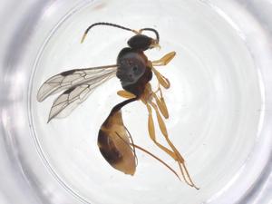  ( - CBG-A69904-H09)  @11 [ ] CreativeCommons - Attribution Share - Alike (2025) Centre for Biodiversity Genomics Centre for Biodiversity Genomics