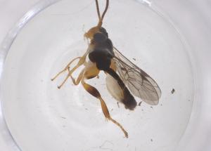  ( - CBG-A69928-A03)  @11 [ ] CreativeCommons - Attribution Share - Alike (2025) Centre for Biodiversity Genomics Centre for Biodiversity Genomics