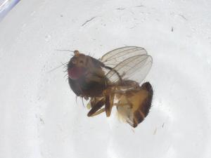  ( - CBG-A69980-D03)  @11 [ ] CreativeCommons - Attribution Share - Alike (2025) Centre for Biodiversity Genomics Centre for Biodiversity Genomics