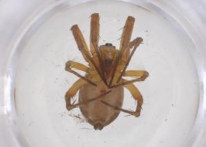  ( - CBG-A69982-C05)  @11 [ ] CreativeCommons - Attribution Share - Alike (2025) Centre for Biodiversity Genomics Centre for Biodiversity Genomics