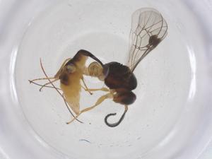  ( - CBG-A69985-B11)  @11 [ ] CreativeCommons - Attribution Share - Alike (2025) Centre for Biodiversity Genomics Centre for Biodiversity Genomics