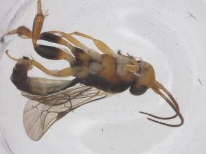  ( - CBG-A69985-D05)  @11 [ ] CreativeCommons - Attribution Share - Alike (2025) Centre for Biodiversity Genomics Centre for Biodiversity Genomics