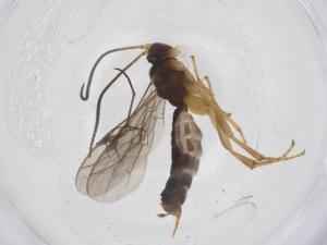  ( - CBG-A69986-D07)  @11 [ ] CreativeCommons - Attribution Share - Alike (2025) Centre for Biodiversity Genomics Centre for Biodiversity Genomics