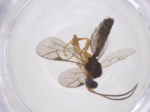  ( - CBG-A69990-H03)  @11 [ ] CreativeCommons - Attribution Share - Alike (2025) Centre for Biodiversity Genomics Centre for Biodiversity Genomics