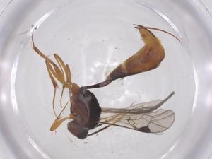  ( - CBG-A70062-F08)  @11 [ ] CreativeCommons - Attribution Share - Alike (2025) Centre for Biodiversity Genomics Centre for Biodiversity Genomics