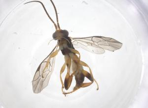  ( - CBG-A70063-F01)  @11 [ ] CreativeCommons - Attribution Share - Alike (2025) Centre for Biodiversity Genomics Centre for Biodiversity Genomics