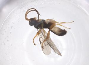  ( - CBG-A70068-H04)  @11 [ ] CreativeCommons - Attribution Share - Alike (2025) Centre for Biodiversity Genomics Centre for Biodiversity Genomics