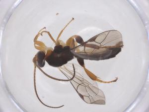  ( - CBG-A70082-C06)  @11 [ ] CreativeCommons - Attribution Share - Alike (2025) Centre for Biodiversity Genomics Centre for Biodiversity Genomics