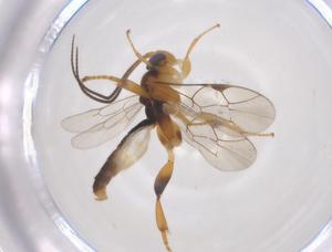  ( - CBG-A70082-D02)  @11 [ ] CreativeCommons - Attribution Share - Alike (2025) Centre for Biodiversity Genomics Centre for Biodiversity Genomics