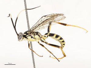  ( - CBG-A67840-C07)  @11 [ ] CreativeCommons - Attribution Share - Alike (2025) CBG Photography Group Centre for Biodiversity Genomics