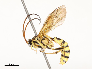  ( - CBG-A67840-C09)  @11 [ ] CreativeCommons - Attribution Share - Alike (2025) CBG Photography Group Centre for Biodiversity Genomics