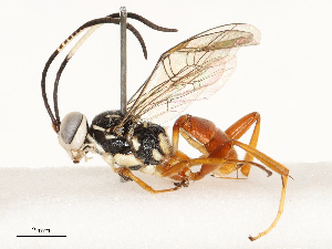  ( - CBG-A67840-E07)  @11 [ ] CreativeCommons - Attribution Share - Alike (2025) CBG Photography Group Centre for Biodiversity Genomics