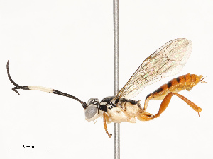  ( - CBG-A67840-G01)  @11 [ ] CreativeCommons - Attribution Share - Alike (2025) CBG Photography Group Centre for Biodiversity Genomics