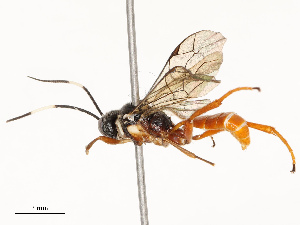  ( - CBG-A67872-G02)  @11 [ ] CreativeCommons - Attribution Share - Alike (2025) CBG Photography Group Centre for Biodiversity Genomics