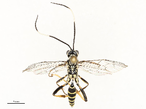  ( - CBG-A69615-A08)  @11 [ ] CreativeCommons - Attribution Share - Alike (2025) CBG Photography Group Centre for Biodiversity Genomics