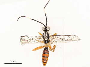  ( - CBG-A69622-F06)  @11 [ ] CreativeCommons - Attribution Share - Alike (2025) CBG Photography Group Centre for Biodiversity Genomics