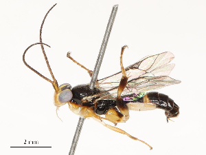  ( - CBG-A69630-G02)  @11 [ ] CreativeCommons - Attribution Share - Alike (2025) CBG Photography Group Centre for Biodiversity Genomics