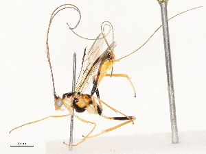  ( - CBG-A69631-C12)  @11 [ ] CreativeCommons - Attribution Share - Alike (2025) CBG Photography Group Centre for Biodiversity Genomics