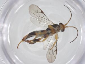  ( - CBG-A69766-F08)  @11 [ ] CreativeCommons - Attribution Share - Alike (2025) Centre for Biodiversity Genomics Centre for Biodiversity Genomics