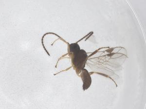  ( - CBG-A69769-A10)  @11 [ ] CreativeCommons - Attribution Share - Alike (2025) Centre for Biodiversity Genomics Centre for Biodiversity Genomics