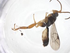  ( - CBG-A69770-G01)  @11 [ ] CreativeCommons - Attribution Share - Alike (2025) Centre for Biodiversity Genomics Centre for Biodiversity Genomics