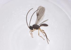  ( - CBG-A69771-A05)  @11 [ ] CreativeCommons - Attribution Share - Alike (2025) Centre for Biodiversity Genomics Centre for Biodiversity Genomics