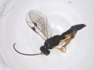  ( - CBG-A69887-A06)  @11 [ ] CreativeCommons - Attribution Share - Alike (2025) Centre for Biodiversity Genomics Centre for Biodiversity Genomics