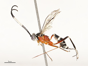  ( - CBG-A72918-F06)  @11 [ ] CreativeCommons - Attribution Share - Alike (2025) CBG Photography Group Centre for Biodiversity Genomics