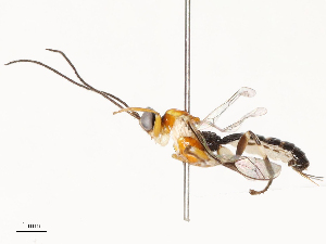  ( - CBG-B12445-B01)  @11 [ ] CreativeCommons - Attribution Share - Alike (2025) CBG Photography Group Centre for Biodiversity Genomics