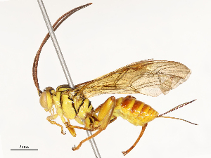  ( - CBG-B12445-H04)  @11 [ ] CreativeCommons - Attribution Share - Alike (2025) CBG Photography Group Centre for Biodiversity Genomics