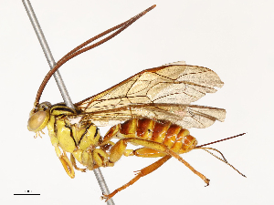  ( - CBG-B12450-A02)  @11 [ ] CreativeCommons - Attribution Share - Alike (2025) CBG Photography Group Centre for Biodiversity Genomics