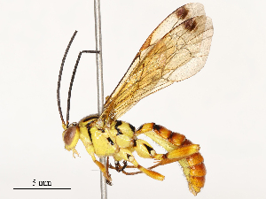  ( - CBG-B12450-A10)  @11 [ ] CreativeCommons - Attribution Share - Alike (2025) CBG Photography Group Centre for Biodiversity Genomics