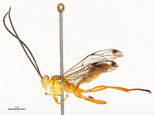  ( - CBG-B12450-B10)  @11 [ ] CreativeCommons - Attribution Share - Alike (2025) CBG Photography Group Centre for Biodiversity Genomics