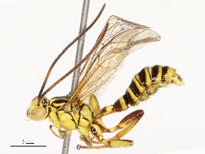  ( - CBG-B12450-D01)  @11 [ ] CreativeCommons - Attribution Share - Alike (2025) CBG Photography Group Centre for Biodiversity Genomics