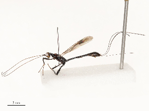  (Psenobolus Malaise5282 - CBG-B12450-H07)  @11 [ ] CreativeCommons - Attribution Share - Alike (2025) CBG Photography Group Centre for Biodiversity Genomics