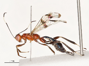  ( - CBG-B12451-A03)  @11 [ ] CreativeCommons - Attribution Share - Alike (2025) CBG Photography Group Centre for Biodiversity Genomics