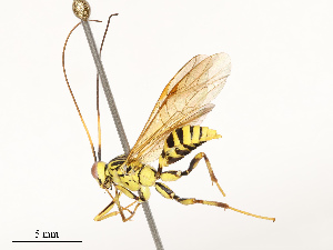  ( - CBG-A69582-D12)  @11 [ ] CreativeCommons - Attribution Share - Alike (2025) CBG Photography Group Centre for Biodiversity Genomics